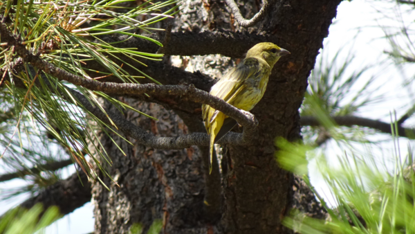 Unknown yellow bird in a tree