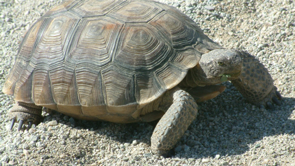 desert tortoise in the sand