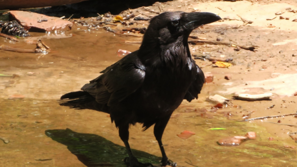 Crow standing in a puddle