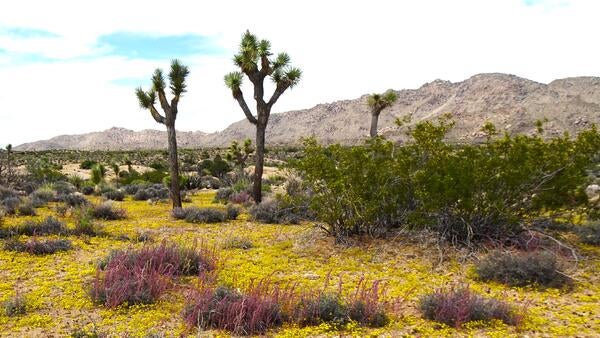 Joshua trees surrounded by wildflowers