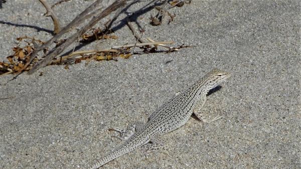 Coachella Valley fringe-toed lizard that almost blends into the grey sand