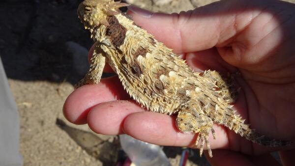Spiny lizard in Pioneertown preserve