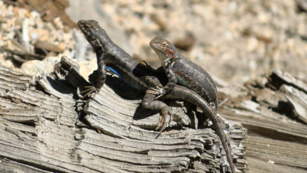 Two lizards on some wood