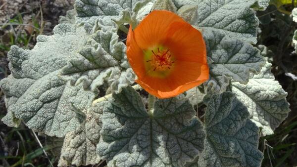 Desert mallow