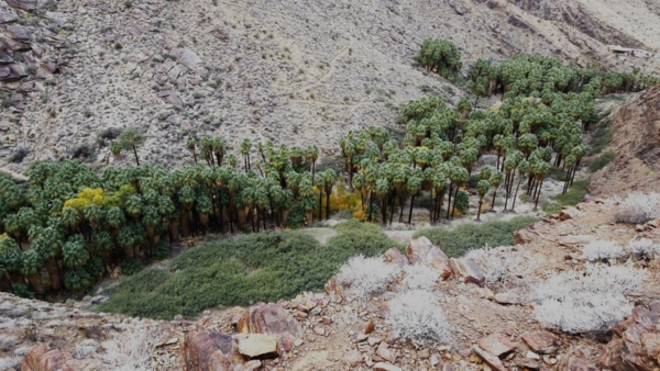 Oasis surrounded by rocky desert