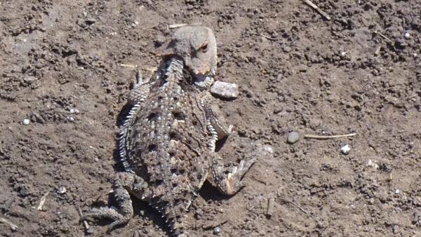 Horned Lizard on the desert ground