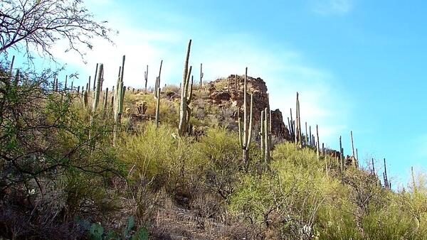 Sonoran desert landscape