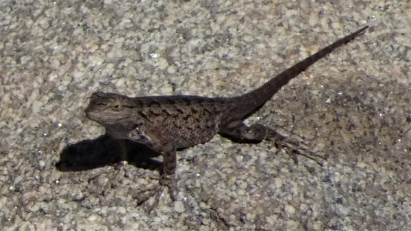 Fence lizard on rock