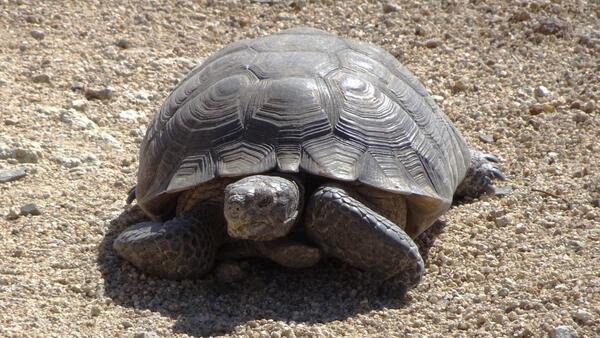 A desert tortoise on the brown ground