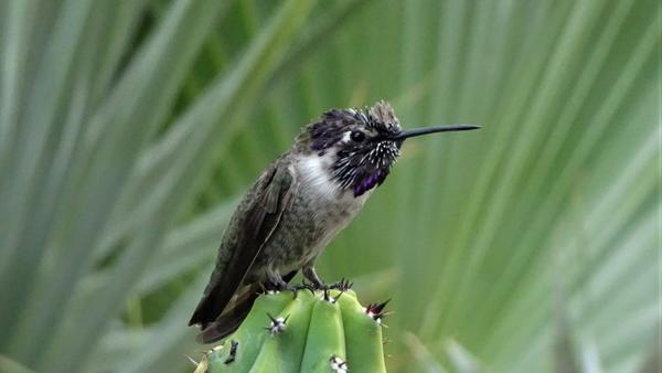 A small hummingbird on the tip of a cactus