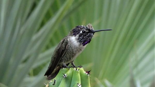 Purple-headed hummingbird perched on a cactus 