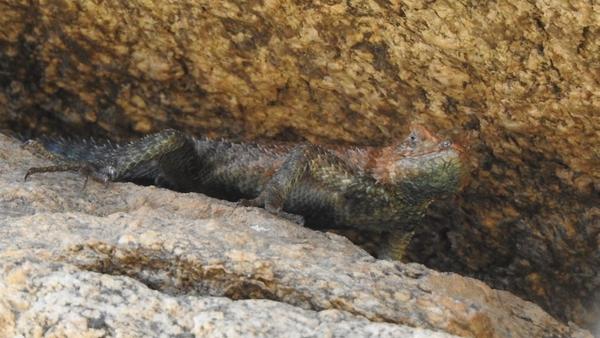 Granite spiny lizard