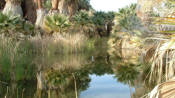 Experience a palm oasis and all the life that exists there