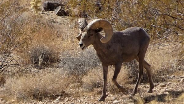 Bighorn sheep in the desert