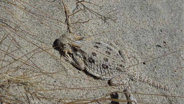 Horned lizard that blends into the desert ground 