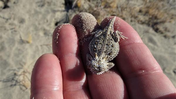 bb horned lizard