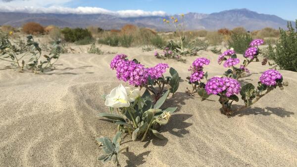 Wildflowers in the desert