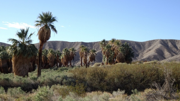 A mesquite thicket in the desert