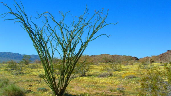 Ocotillo surrounded by yellow wildflowers 