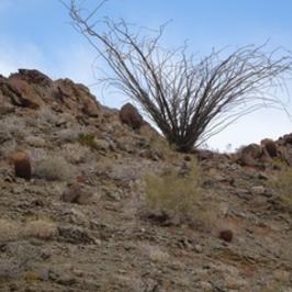 Desert bush along a ridge
