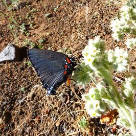 A black butterfly perched on a flowering desert plant 