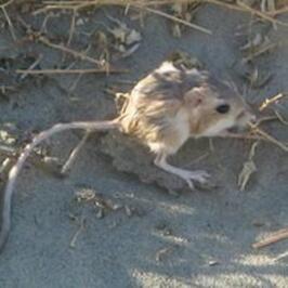 Kangaroo rat on a sandy ground