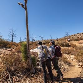 A sprouting Joshua Tree in Pipes Canyon. People are standing next to the tree sprout, which is very tall 