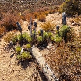 Another sprouting Joshua Tree in Pipes Canyon 