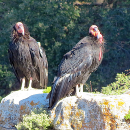 Two California condors standing on rocks