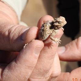 The finest hatching, it is so cute 