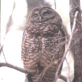 Spotted owl perched in a tree