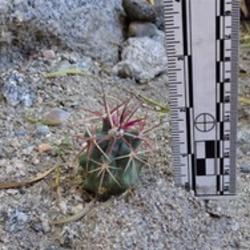 Baby barrel cactus next to a ruler