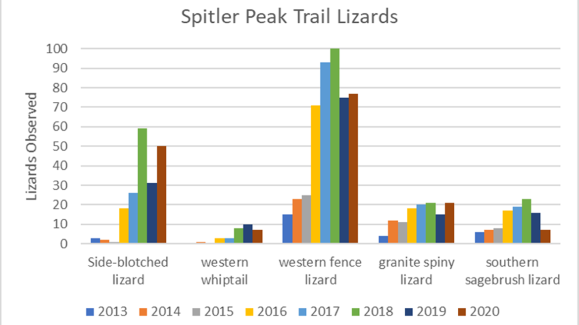 graphic of spitler peak trail lizards 