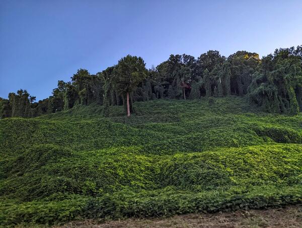 A green field of kudzu against a blue sky