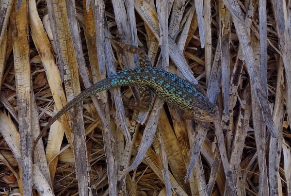 A lizard on what looks like dry palm fronds or some kind of thick grass, and its back is muted blue with some brown and black patterns