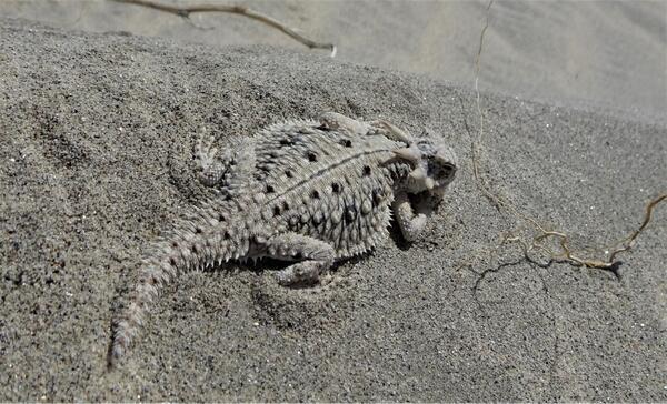 Flat-tailed horned lizard in the sand