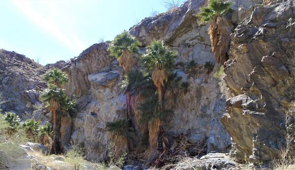 palm oasis with mountains in the background 