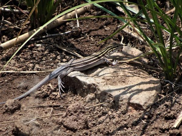 Another lizard I can't identify, but this one is stripey and standing on a flat rock 