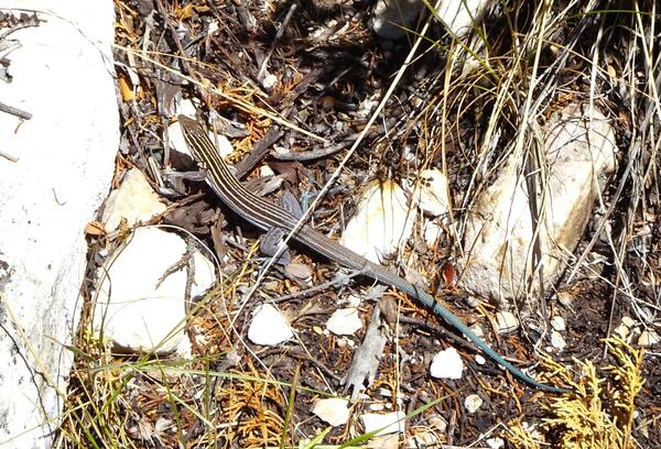 Plateau Striped Whiptail on the ground