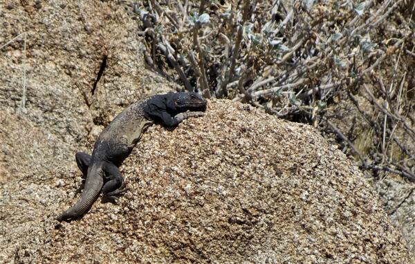 A long chuckwalla on a rock