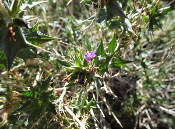 A thorny looking plant with a tiny purple flower