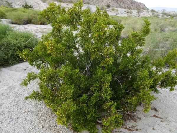 A large, green creosote bush in the wild 