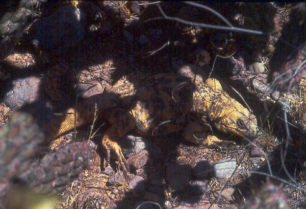 San Esteban chuckwalla on the ground