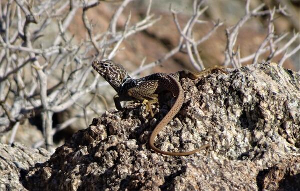 An interesting-looking brown lizard