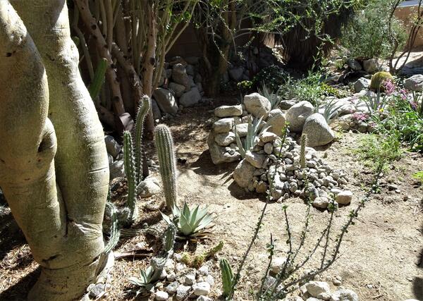 Backyard shot of plants, rocks and cacti 