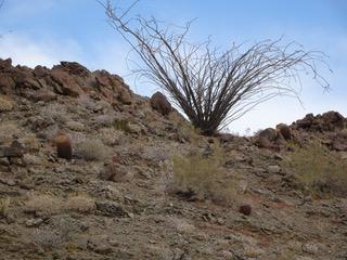 Desert bush along a ridge