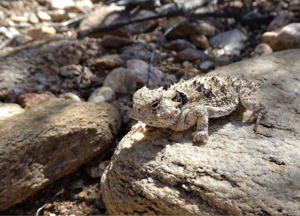 A horned lizard that is a beige-brown color, posed on a rock that is the same color