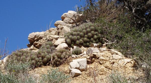 Rocky mountain with cacti 