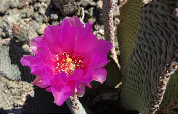 A fuchsia flower on a cactus 