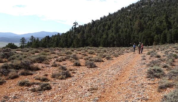 A scene from a trail near Big Bear